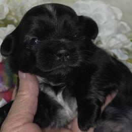 Twinkle boy 1 - Black male Shih Tzu puppy in Buda, Texas from Vickie's Shih Tzus