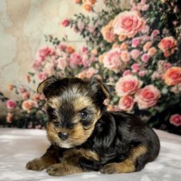 Cody 2000 - Black and tan male Yorkshire Terrier puppy in Nicholls, Georgia from Southeast Biewers