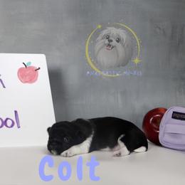Colt - White male Mi-Ki puppy in Wales, Wisconsin from Phantastic Mi-kis