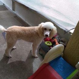 Poodle Puppies from Deborah Busch Poodles