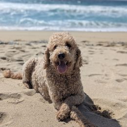 Lucy - Goldendoodle