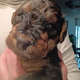 Mr. Blue - Black and tan male Airedale Terrier puppy in Trinity, Florida from Black Opal