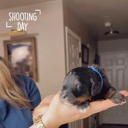 Julienne - Phantom male Bernedoodle puppy in Grants Pass, Oregon from Royal Empire Bernedoodles