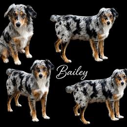 Baily - Miniature Australian Shepherd