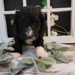 Aussiedoodle and Goldendoodle Puppies from Hunting Creek Kennels