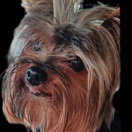 Kody - Yorkshire Terrier