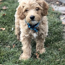 Australian Labradoodle Puppies from Grand Peaks Labradoodles