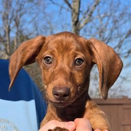 John - Brindle male Dachshund puppy in Signal Mountain, Tennessee from Hot Diggity Doxens