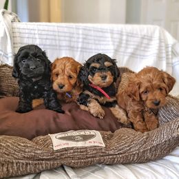 Cockapoo Puppies from Greta's Cockapoos