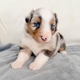Hudson - Blue merle male Australian Shepherd puppy in Ohio from Fetchington Run Australian Shepherds