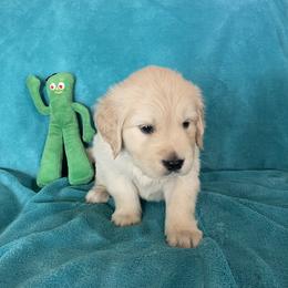 Pickles - Light golden male Golden Retriever puppy in Ennis, Texas from Amberidge Golden Retrievers