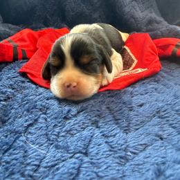 Tricolor Male - Tri-color male Cavalier King Charles Spaniel puppy in Dime Box, Texas from Kuehlers Kavaliers