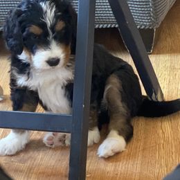 Bernedoodle and Bernese Mountain Dog Puppies from Mountain Top Bernedoodles