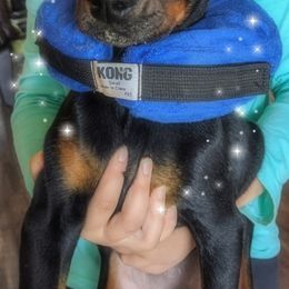 Doberman Pinscher All Grown Up from S & J Dobermans