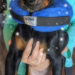 Doberman Pinscher All Grown Up from S & J Dobermans