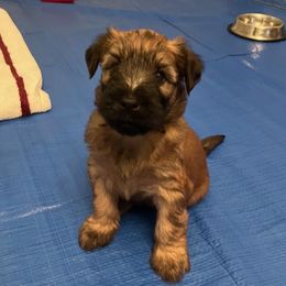 White girl - Wheaten female Soft Coated Wheaten Terrier puppy in Las Vegas, Nevada from Irish Wheatens in Las Vegas