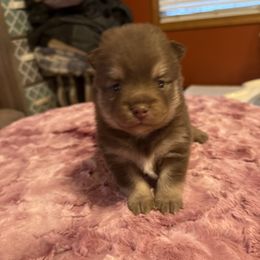 Goliath - Chocolate male Pomsky puppy in Bucyrus, Missouri from Hill Top Pomskies