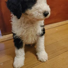 Pomeranian and Sheepadoodle Puppies from Fluffy Wonders Poms and Doodles