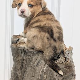 Pecan - Red merle and white male Cardigan Welsh Corgi puppy in Hotchkiss, Colorado from Bell S Ranch