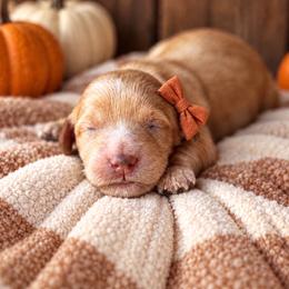 Tayter - Red  female Goldendoodle puppy in Atwood, Oklahoma from Luxe Doodle Haven