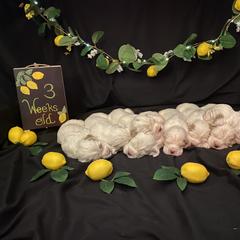 Clumber Spaniel Puppies from Lemontree Clumbers
