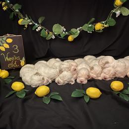 Clumber Spaniel Puppies from Lemontree Clumbers