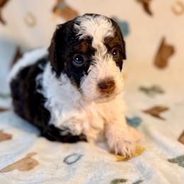 Girl3 - Phantom female Poodle puppy in Liberty, Texas from Poodles and Doodles Most Excellent Adventures