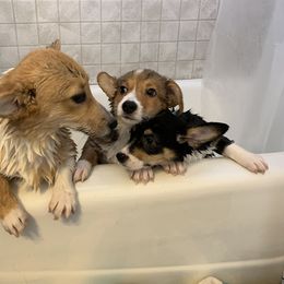 Pembroke Welsh Corgi Puppies from Off Road Ranch Corgis