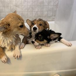 Pembroke Welsh Corgi Puppies from Off Road Ranch Corgis
