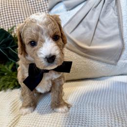 Alexander Hugh - male Cavapoochon puppy in Lucas, Ohio from Apricot Lane Puppy