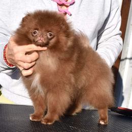 Cinnamon - Pomeranian