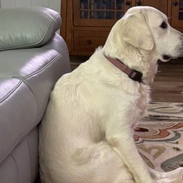 Golden Retrievers from Golden Care Golden Retrievers