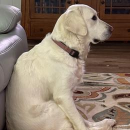 Golden Retrievers from Golden Care Golden Retrievers