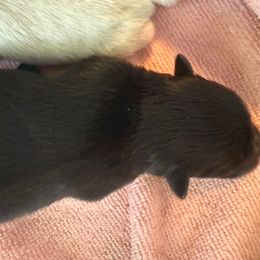 Black Male - Black male Pomeranian puppy in Buffalo, New York from Buffalo Pomeranians 716