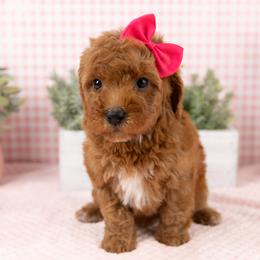 Cavapoo, Cockapoo, Maltipoo, and Poodle Puppies from My Doodle Puppy