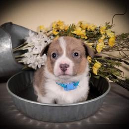 German Shepherd and Pembroke Welsh Corgi Puppies from J&R Shepherds & Corgis