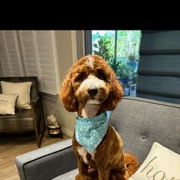 Australian Labradoodle Puppies from Lindsey's Loving Labradoodles