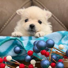 Boy 3 - Cream male Pomeranian puppy in Los Angeles, Santa Clarita, California from LT_Poms
