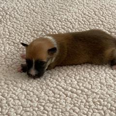 Icelandic Sheepdog Puppies from Paula Sanderson's Icelandic Sheepdogs
