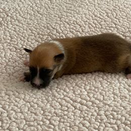 Icelandic Sheepdog Puppies from Paula Sanderson's Icelandic Sheepdogs