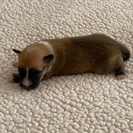 Icelandic Sheepdog Puppies from Paula Sanderson's Icelandic Sheepdogs