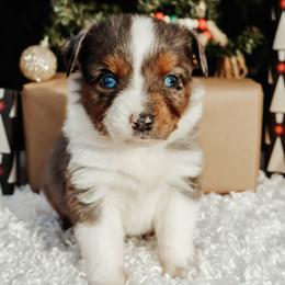 Merle Female - Blue merle female Miniature Australian Shepherd puppy in Perry, Arkansas from Jones ASDR Registered Toy / Mini Aussies