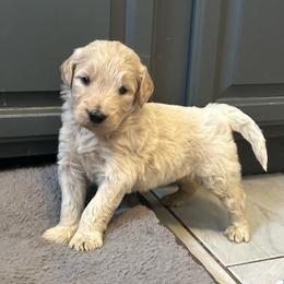 Nikola - Apricot male Goldendoodle puppy in Warren, Michigan from Annette Patterson