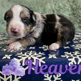 Heaven - Blue merle female Miniature Australian Shepherd puppy in Millington, Tennessee from Goading Glee Glade