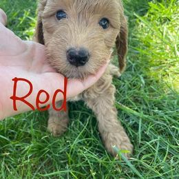 Goldendoodle Puppies from Harper’s