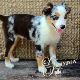 Grayson - Price 1400 - Blue merle male Miniature Australian Shepherd puppy in Ennis, Texas from God’s Little Aussies