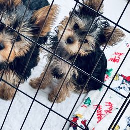 Yorkshire Terrier Puppies from Rosey’s Yorkies