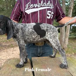 Bluetick Coonhound Puppies from RE Hounds