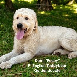 Posey - Goldendoodle