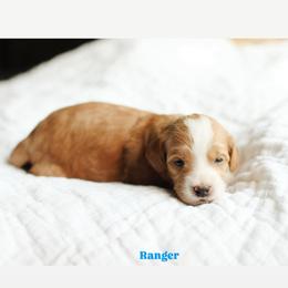 Ranger - Red  male Goldendoodle puppy in Rio Linda, California from GoldendoodlePaw